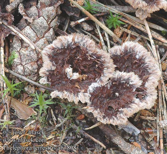 Thelephora terrestris ab7808