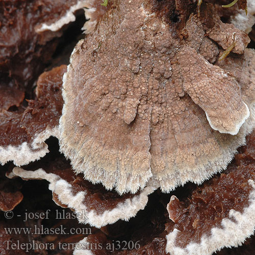 Thelephora terrestris aj3206