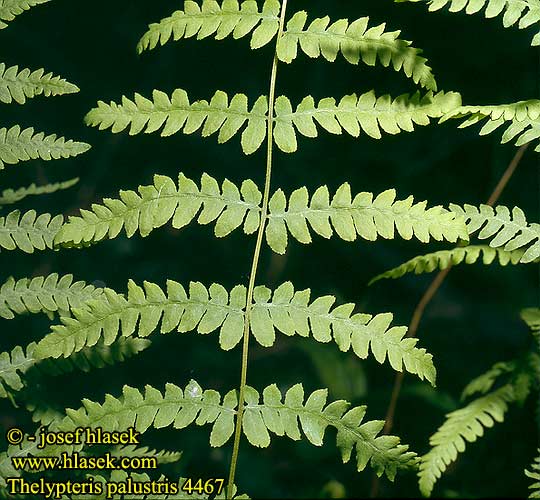 Thelypteris palustris Kapradiník bažinný Moor-Wurmfarn Marsh Fern