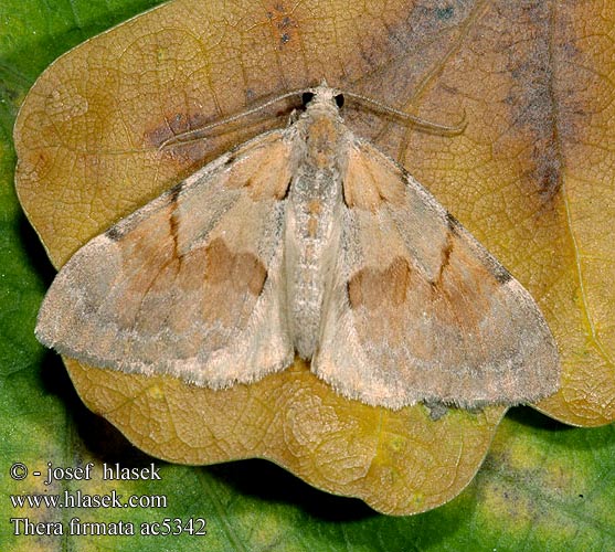 Thera firmata Pennithera Herbst-Kiefern-Nadelholzspanner