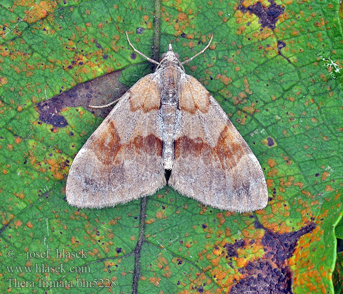 Thera firmata Píďalka borovicová Pine Carpet Mäntyneulasmittari