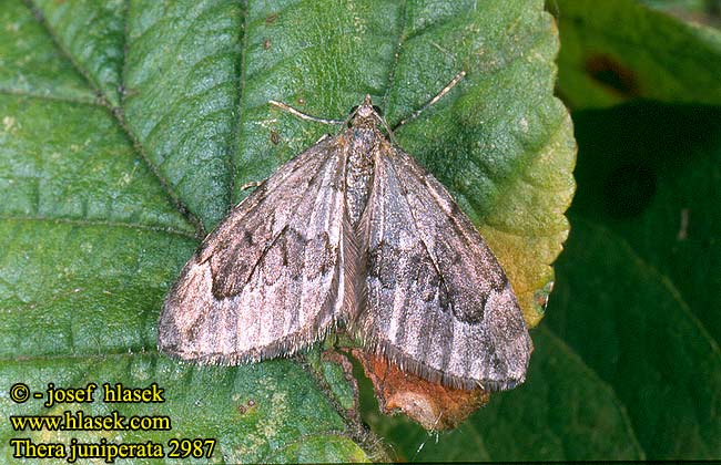 Thera juniperata Juniper Carpet Moth Grauer Wacholder-Blattspanner Píďalka jalovcová Corythée Genévrier Paśnik juniperata Пяденица можжевельниковая Цидария Katajamittari Jeneverbesspanner Grå einerbarmåler Kadaginė tera Piadivka borievková Enfältmätare