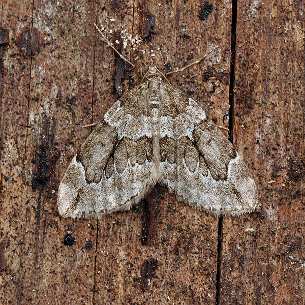 Grå einerbarmåler Kadaginė tera Piadivka borievková Enfältmätare Thera juniperata Juniper Carpet Moth Grauer Wacholder-Blattspanner Píďalka jalovcová Corythée Genévrier Paśnik juniperata Пяденица можжевельниковая Цидария Katajamittari Jeneverbesspanner