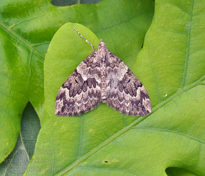 Thera variata Veränderlicher Blattspanner