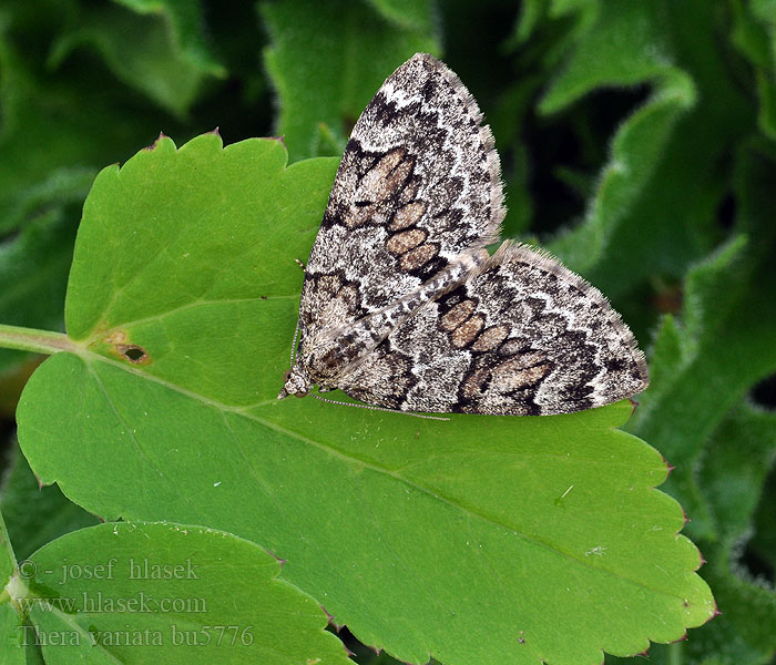 Thera variata Corythée variée