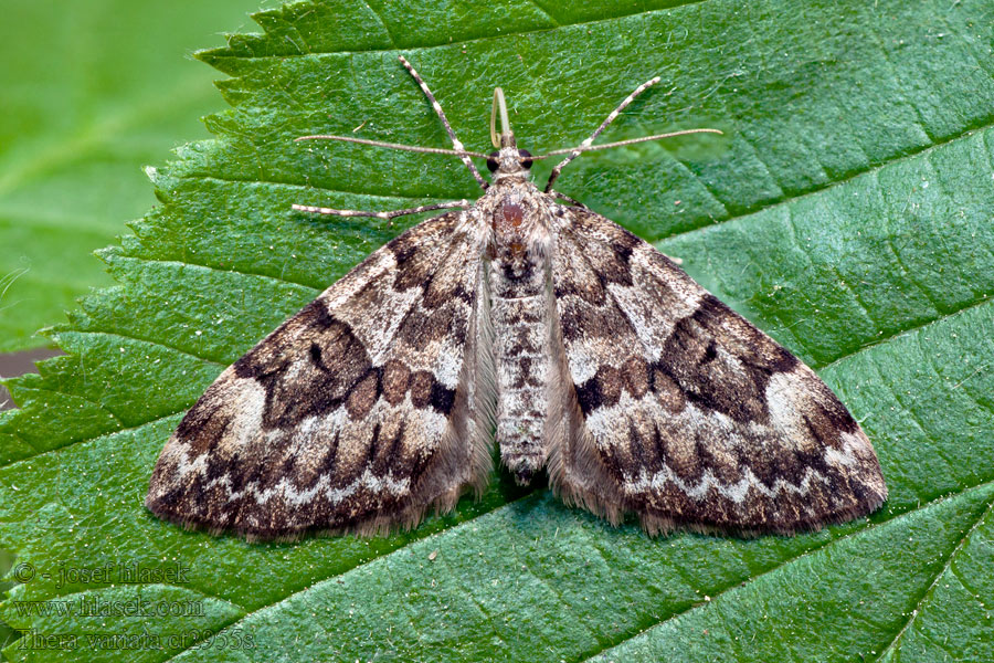 Piadivka premenlivá Thera variatas