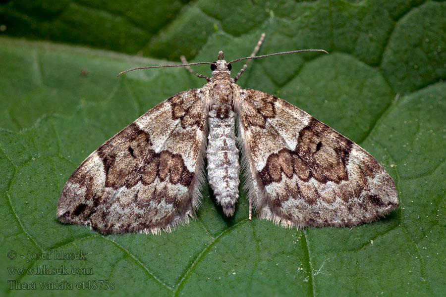 Spruce Carpet Thera variata