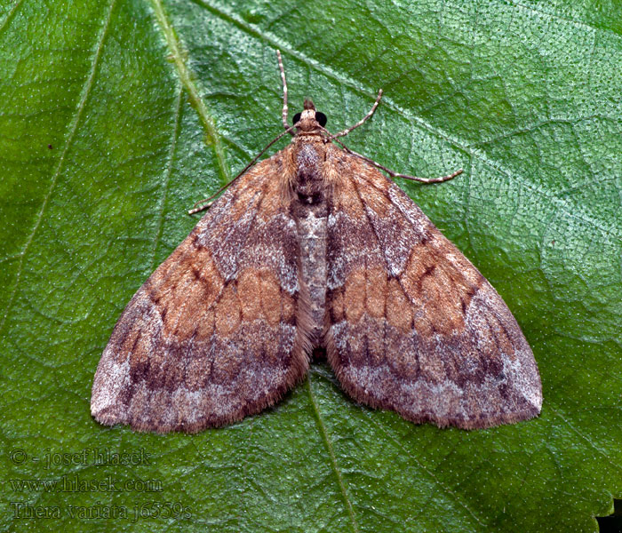 Paśnik przekrasek Thera variata