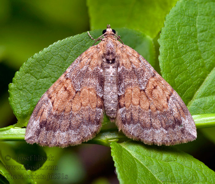 Corythée variée Thera variata