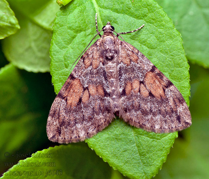 Veränderlicher Blattspanner Thera variata