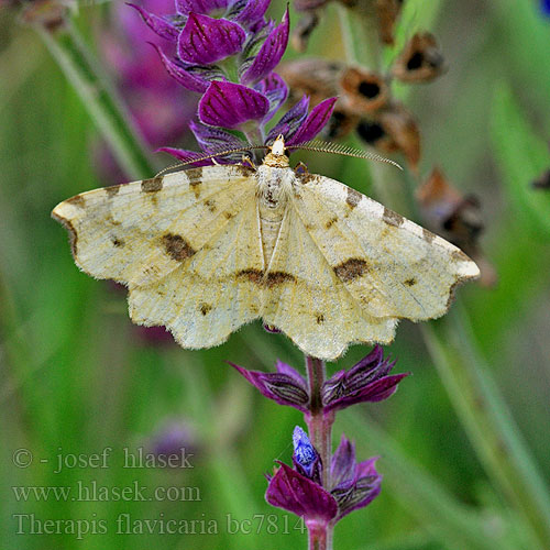 Zejkovec žlutý Phalène fausse-panthère False-speckled Yellow