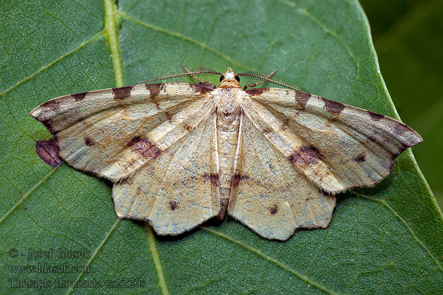 Phalène fausse-panthère Therapis flavicaria