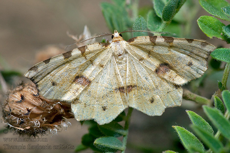 False-speckled Yellow Therapis flavicaria