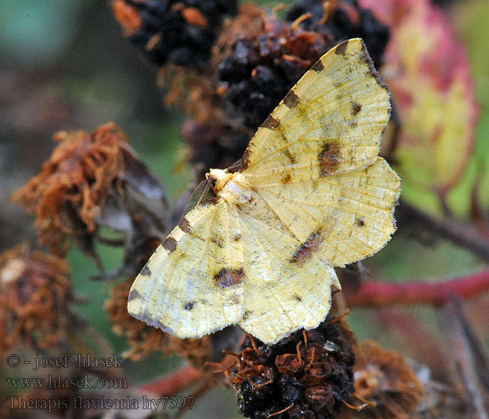 Пяденица толстолобая Therapis flavicaria