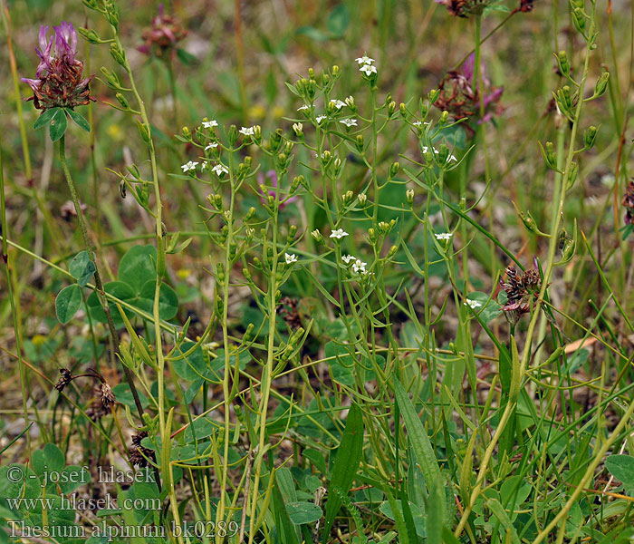 Thesium alpinum Lněnka alpská