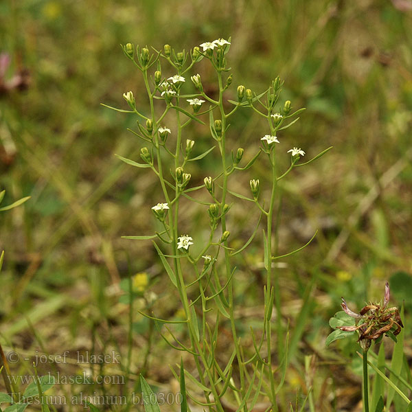 Thesium alpinum Alpine Leinblatt