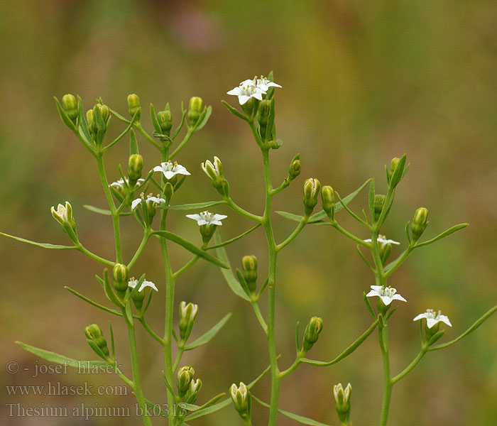 Thesium alpinum Leniec Alpejski