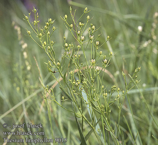 Thesium linophyllon 9015 CZ: lněnka obecná