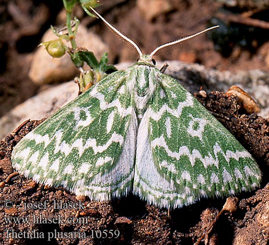 Thetidia plusaria 10559