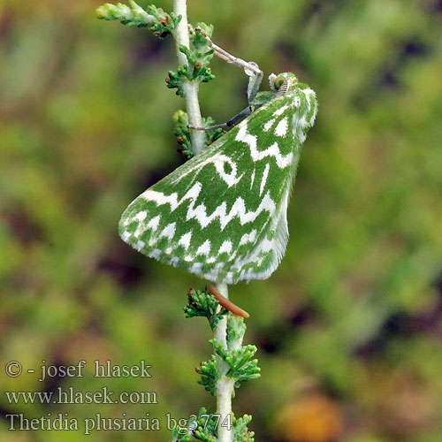 Thetidia plusiaria plusaria 