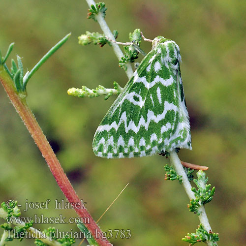 Thetidia plusiaria plusaria 