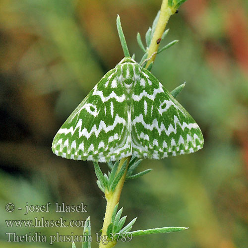 Thetidia plusiaria plusaria 