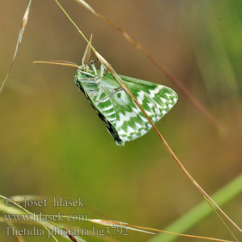 Thetidia plusiaria plusaria 