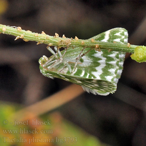 Thetidia plusiaria plusaria 