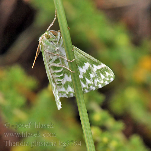 Thetidia plusiaria plusaria 