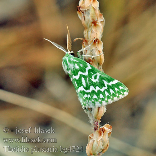 Thetidia plusiaria plusaria 