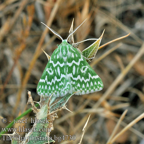 Thetidia plusiaria plusaria