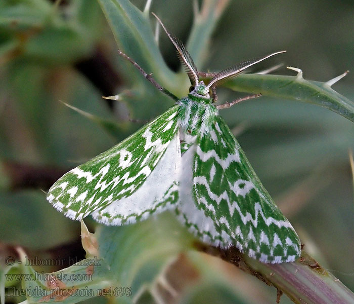 Thetidia plusiaria plusaria