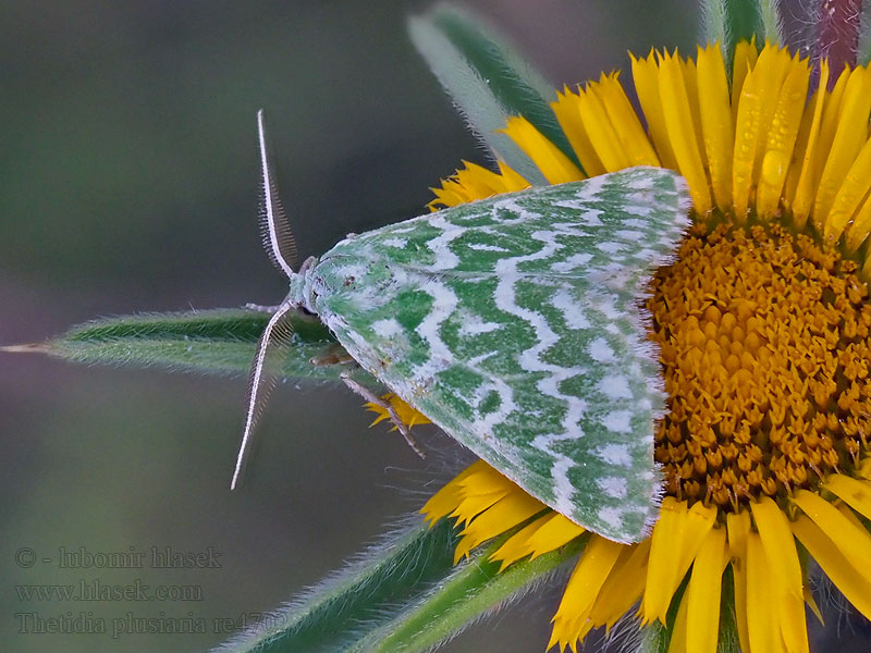 Thetidia plusiaria plusaria