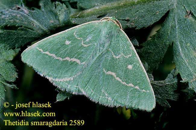 Thetidia smaragdaria Essex Emerald Smalbandad smaragdmätare