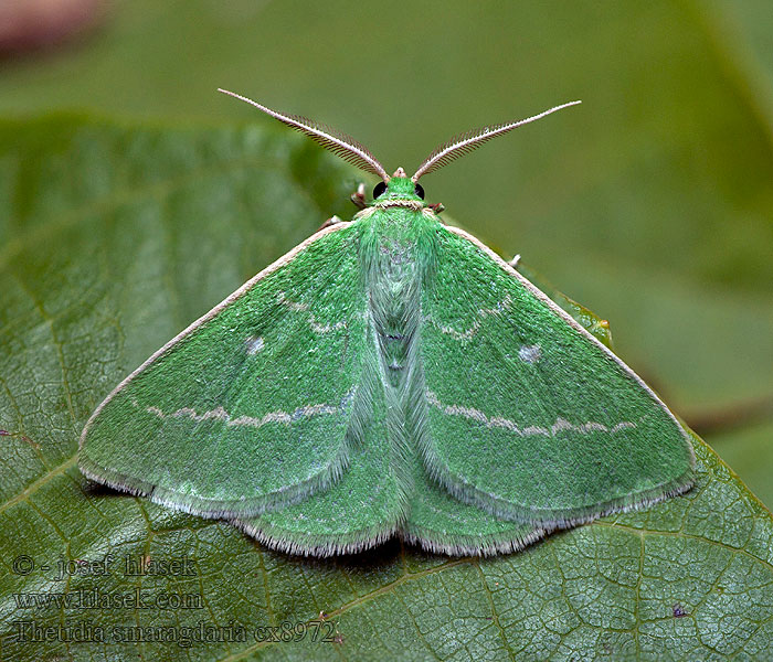 Thetidia smaragdaria Zelenopláštník řebříčkový Smaragdbladmaler