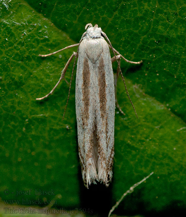 Thiotricha majorella