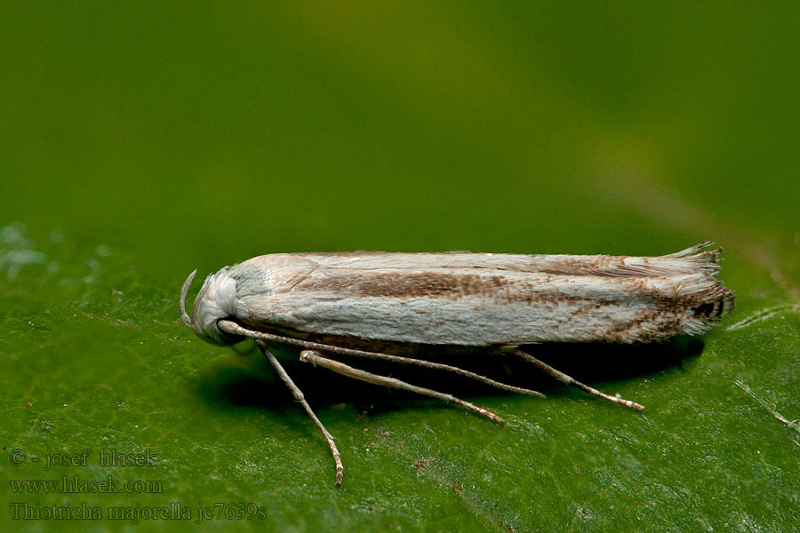 Thiotricha majorella