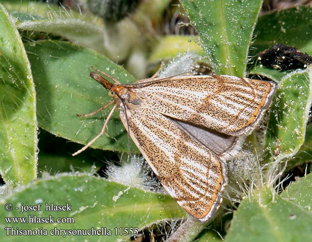 Trávovec jarný Thisanotia chrysonuchella