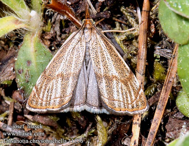 Thisanotia chrysonuchella Travařík kostřavový