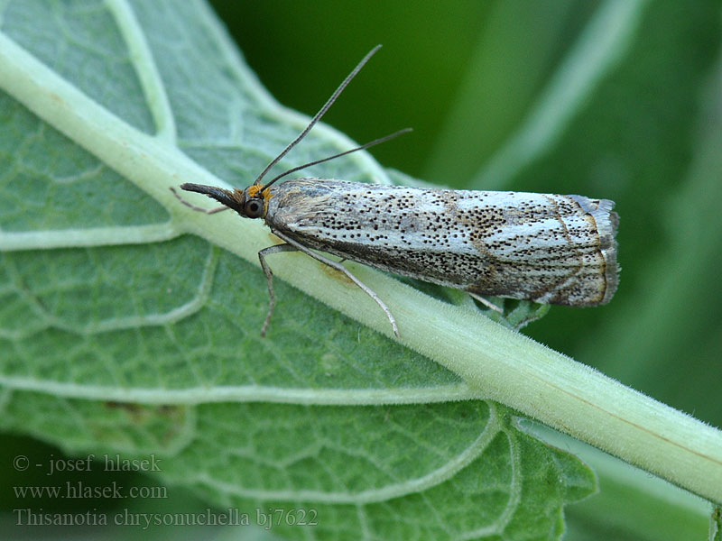 Thisanotia chrysonuchella Травянка овсяничная Duingrasmot