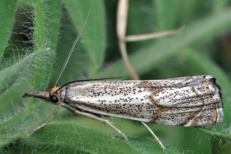 Thisanotia chrysonuchella Tavaszi fűgyökérmoly Bågbandgräsmott