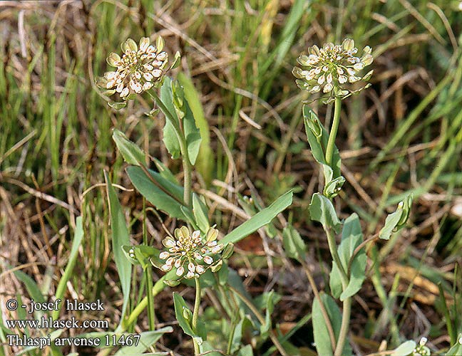 Thlaspi arvense Penningört Field Pennycress Acker-Hellerkraut