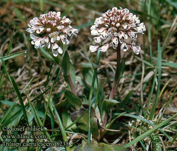 Thlaspi caerulescens alpestre Havasalji tarsóka Penízek modravý