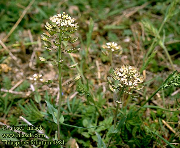 Thlaspi perfoliatum Stängelumfassendes Hellerkraut Tabouret perfolié