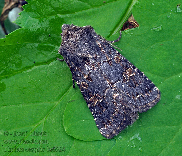 Tholera cespitis Hedge Rustic Mora metlicová Noctuelle Gazon