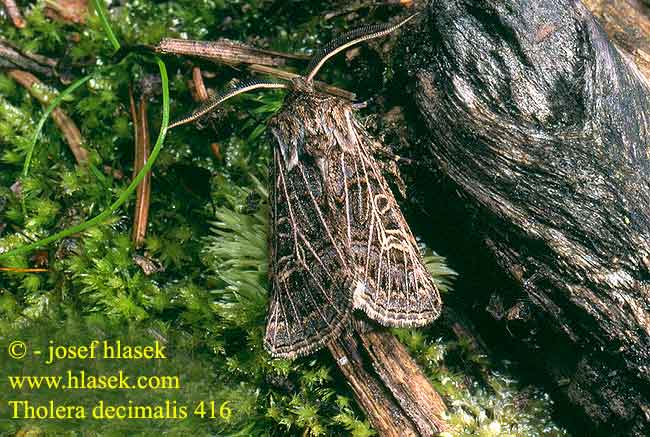 Tholera decimalis Feathered Gothic Weißgerippte Lolcheule Große Raseneule Můra jílková