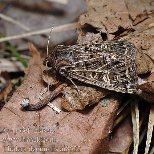 Tholera decimalis Feathered Gothic Große Raseneule můra jílková