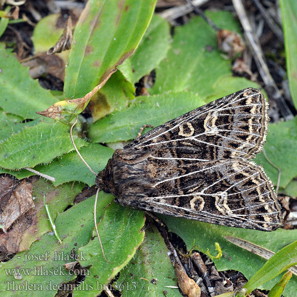 Tholera decimalis Feathered Gothic Weißgerippte Lolcheule