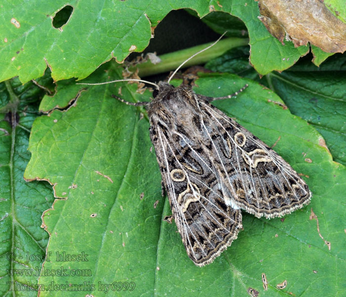 Tholera decimalis