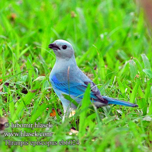 Thraupis episcopus Blue-grey Tanager Tangara modrá